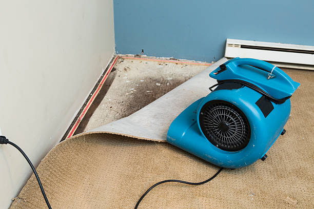 Best Mold removal after water damage  in Goodwell, OK